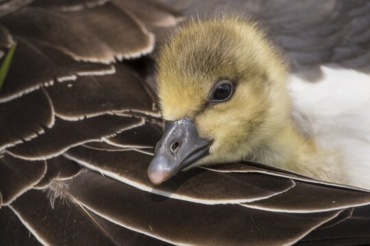 Gosling of a Greylag goose ( anser anser) in back plumage, chick, cute, protection, sheltered, Hannover, Lower Saxony, Germany
