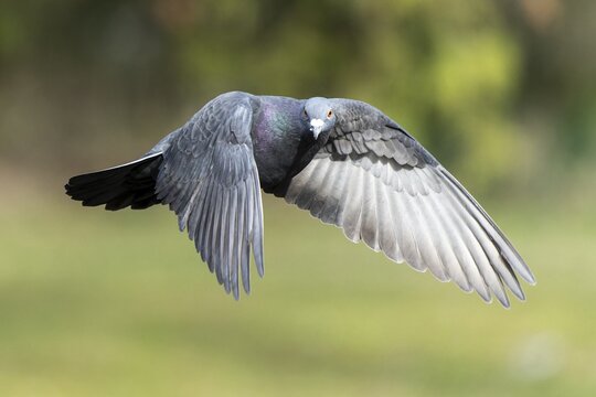 City doves (Columba livia forma domestica) in flight, wildlife, Germany
