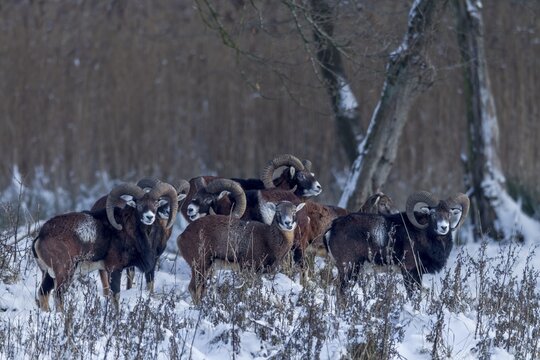 The pack of European mouflon (Ovis gmelini) has long since noticed me, but remains relaxed, winter, snow, Germany