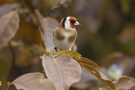 European goldfinch (Carduelis carduelis) adult bird on a garden Magnolia tree with autumn colour leaves, England, United Kingdom