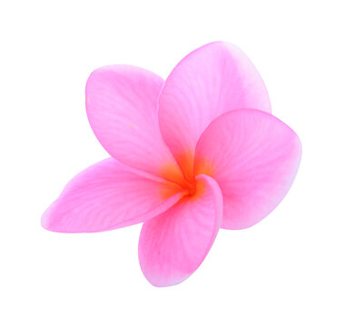 Plumeria isolated on white background.