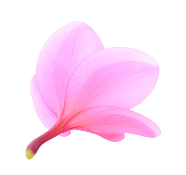 Plumeria isolated on white background.