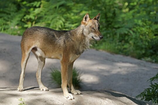 European gray wolf (Canis lupus), standing, captive