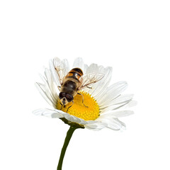 bee on white flower png