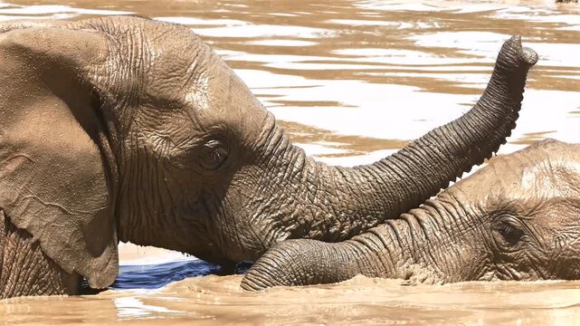 two big elephants fighting playful in water  679