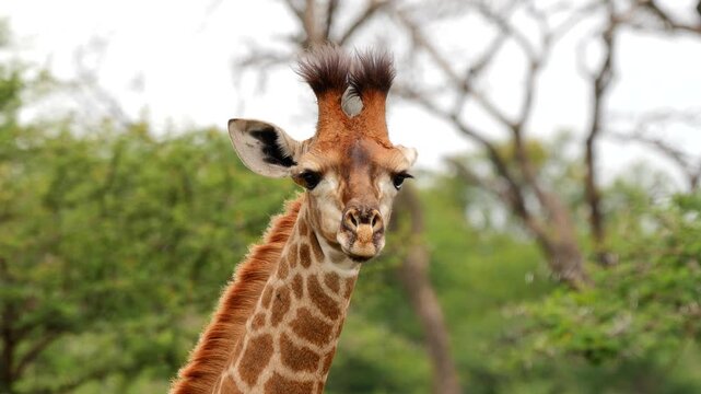 portrait of giraffe with tufts of hair on the horns 485
