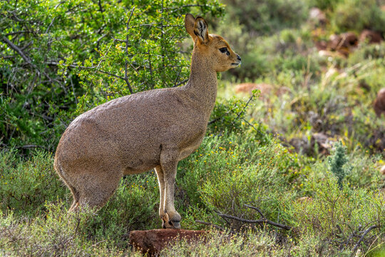 Klipspringer (Oreotragus oreotragus) female standing in typical Nama Karoo habitat near Beaufort West, Western Cape, South Africa. A sure-footed African antelope in its rugged natural environment.