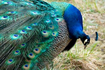 Peacock feather pattern, bright green - blue bird tail texture © artemstepanov