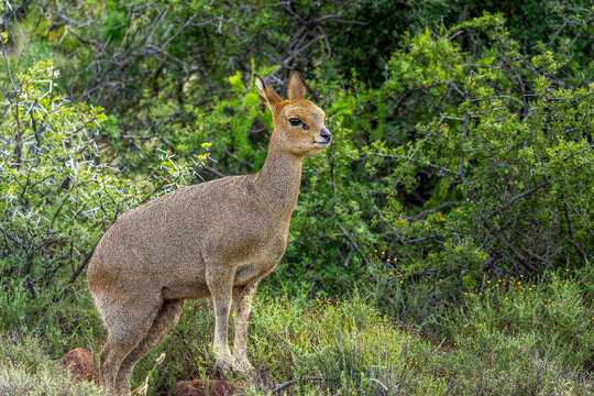 Klipspringer (Oreotragus oreotragus) female standing in typical Nama Karoo habitat near Beaufort West, Western Cape, South Africa. A sure-footed African antelope in its rugged natural environment.