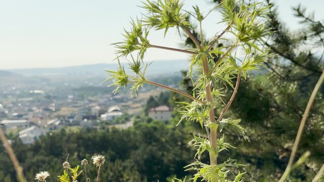 A spiky field eryngo plant stands tall, overlooking a scenic valley in Crimea. This wild, rugged silhouette against the soft townscape evokes a deep feeling of peaceful, natural serenity.