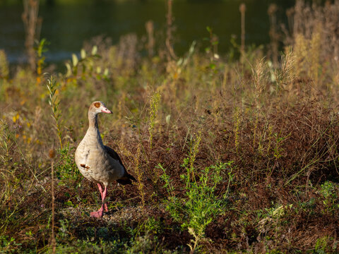 Eine Nilgans in herbstlichen Farben