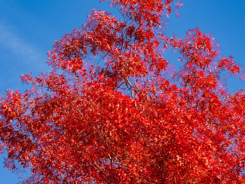 Buntes Herbstlaub im Wind