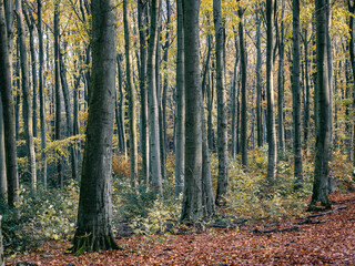 Fototapeta premium Herbstlaub abstrakt in Szene gesetzt