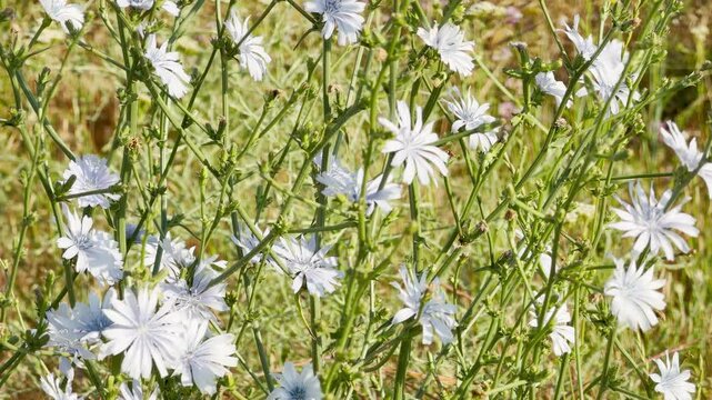 Delicate chicory flowers bloom in a sunny Crimean meadow. This vibrant scene evokes a feeling of peaceful joy and natural harmony.