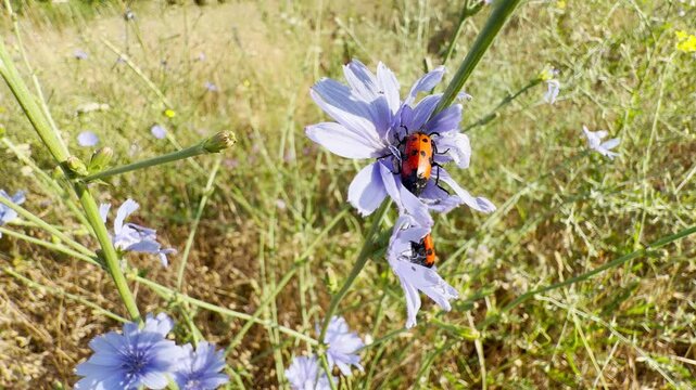 A vibrant red and black beetle crawls on a delicate blue chicory flower in a sunny Crimean meadow. This lively, peaceful moment inspires wonder and a deep connection to nature.