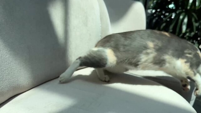 Playful calico cat jumping off grey couch, active domestic pet running away in cozy sunlit room