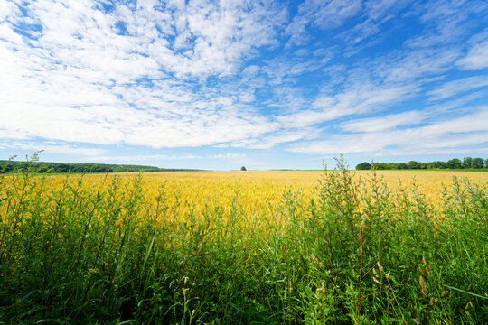 Wheat fieldsin the Essonne valley. Itteville village
