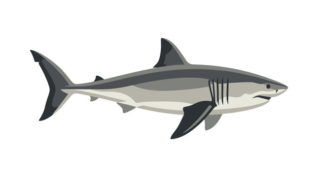 Gray Shark Swimming in Ocean Water.