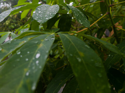 Close-up of fresh green cassava leaves covered with sparkling water droplets after tropical rain, natural agricultural background.