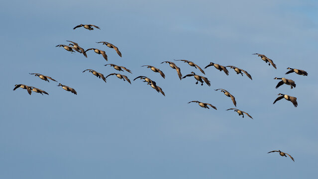 Eine Scharr Kanadag&auml;nse im Anflug