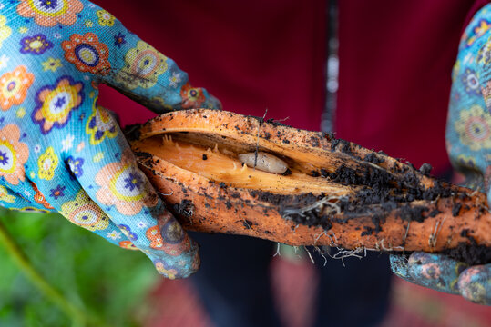 The gardener shows a carrot with a slug inside