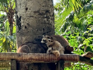 koala in tree © Maulana