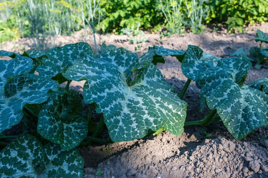 large, textured green squash leaves featuring distinct silvery-white mottled patterns, growing low to the dry soil in a sunlit vegetable garden.