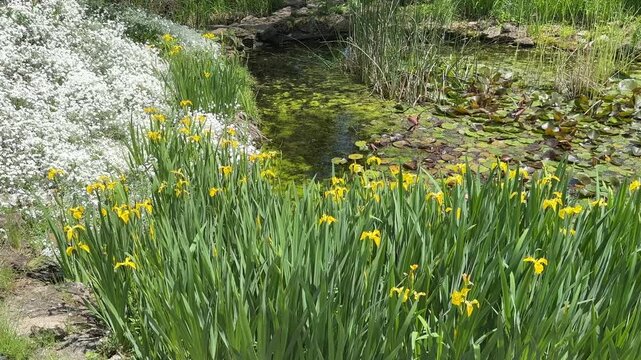 Iris pseudacorus yellow flag iris blooming around garden pond closeup