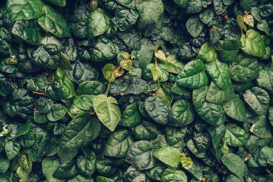 living wall made of Lolot pepper