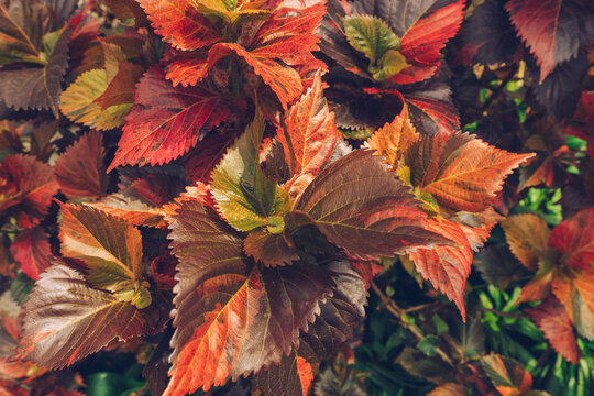 top view of Acalypha Copper Plant