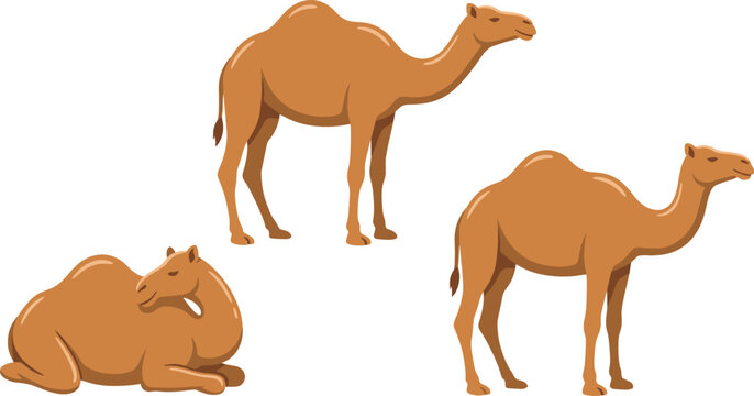 Arabian camel cartoon character set showing sitting and standing poses isolated on transparent background vector graphic