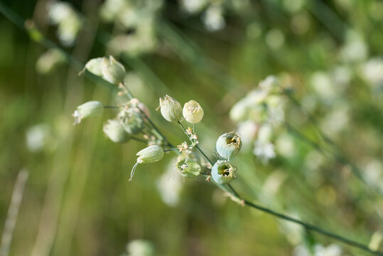 Silene vulgaris,bladder campion, maidenstears flowers closeup selective focus
