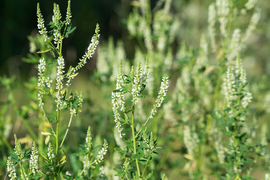 Melilotus albus, honey clover flowers closeup selective focus