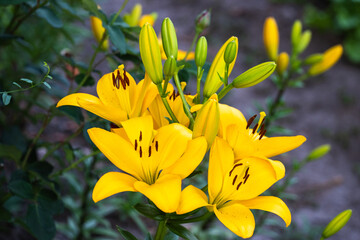 Obraz premium a vibrant cluster of yellow Asiatic lilies in full bloom, interspersed with upright, unopened green buds.