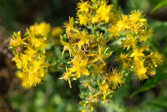 Hypericum perforatum, perforate St. John's wort flowers closeup selective focus