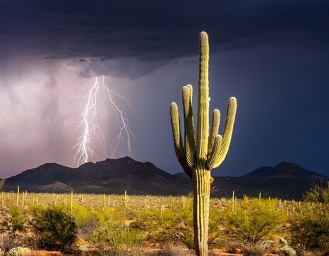 a lone saguaro cactus stands silhouetted against a dramatic desert storm lightning illuminating the mountains