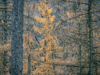 Nadelwald im Herbst © Alexander von Düren