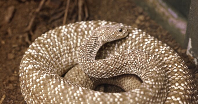 Rattlesnake coiled conveying danger and aggression closeup