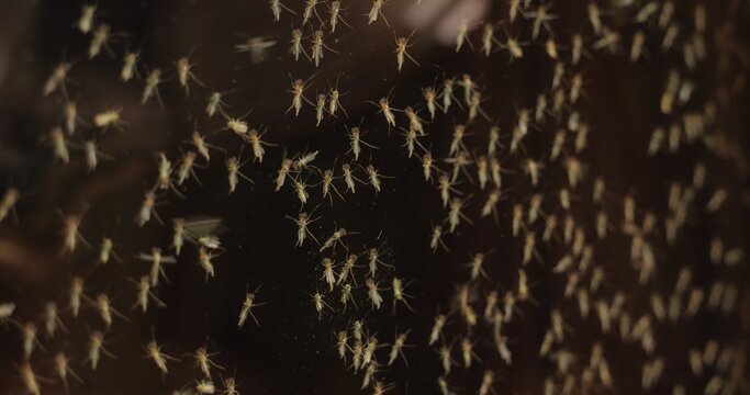 Mosquito swarm at summer on the glass