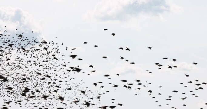 Gathering of individual birds to forage