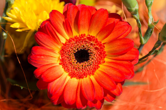 Gerbera, African daisy orange flower closeup selective focus