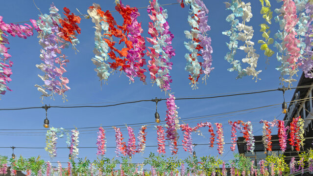 Hanging Colour Wisteria Flowers Over Street in North Macedonia