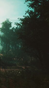 Golden light shines through the leaves of trees in a forest. Soft mist covers the ground, and nature shows green plants. The setting appears tranquil as sunlight begins the day.