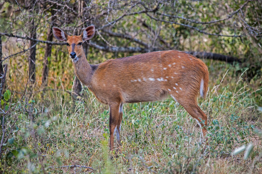Female Bushbuck Tragelaphus scriptus 9906