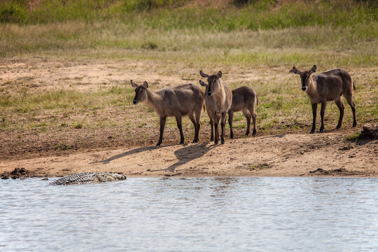 Waterbuck and Nile Crocodile 9895