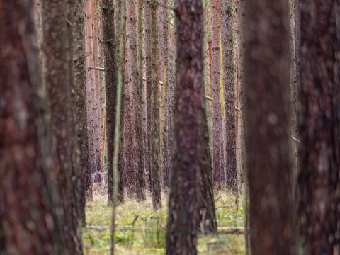 Zwei Damhirsche in einem Kiefernwald