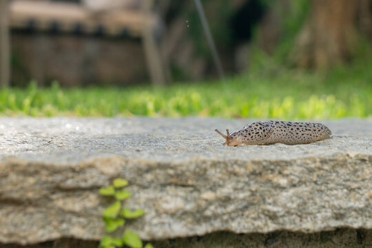  Leopard slug crawling on stone wall in Italian garden