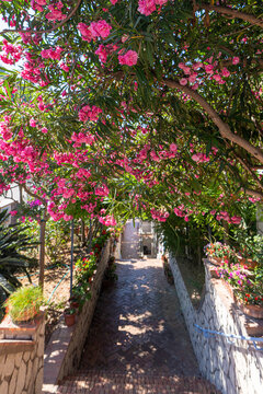 Stone pathway under blooming oleander canopy in Capri, Italy