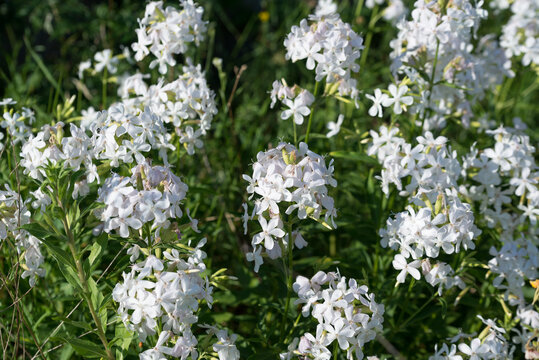 common soapwort, 
Saponaria officinalis white flowers closeup
