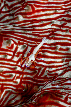 View of an emperor shrimp resting on the vibrant red and white patterned skin of a sea cucumber in the waters of Raja Ampat Regency, Southwest Papua, Indonesia.